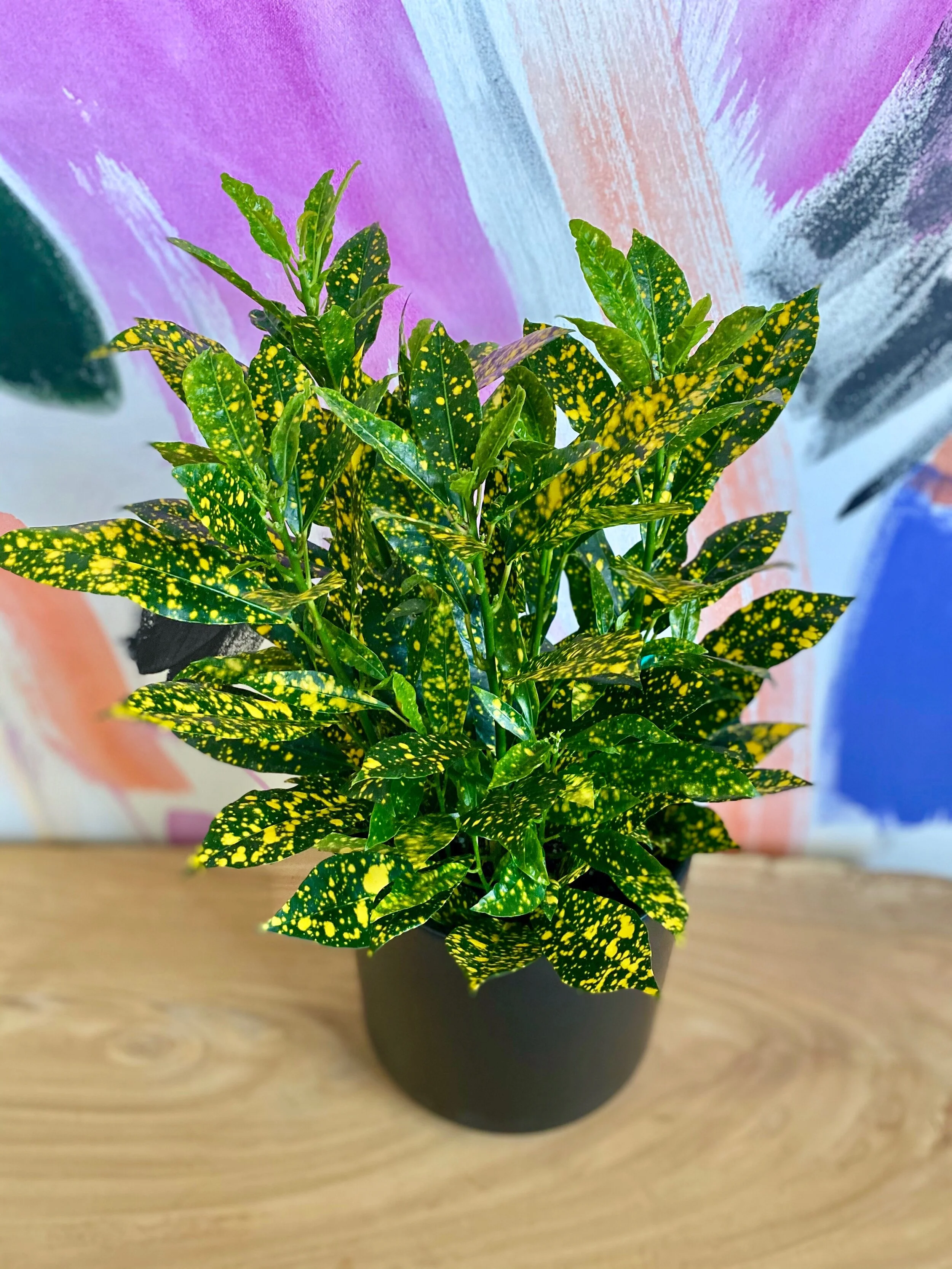 Codiaeum variegatum, Gold Dust Croton — The Tender Gardener